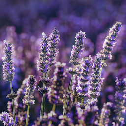 Icon Lavendel wirkt auf uns beruhigend, entspannend und schlaffördernd. 